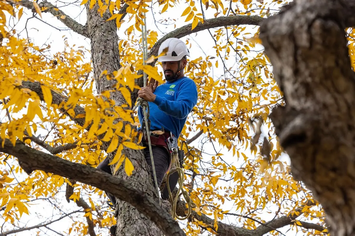 Skilled Storm Damage Cleanup crew working in Hiseville