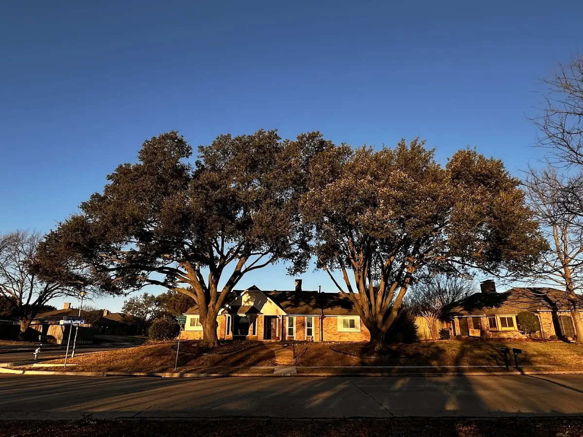 Established residential canopy tree shading a home in Hiseville